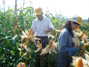 Xã Thanh Nông (Lạc Thủy) đưa các giống ngô lai năng suất chất lượng cao vào gieo trồng đem lại thu nhập cao cho nông dân.

